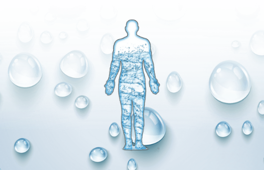 quais são as funções da água no organismo humano