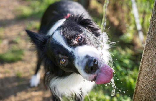 hidratação canina