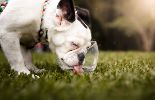 hidratação canina