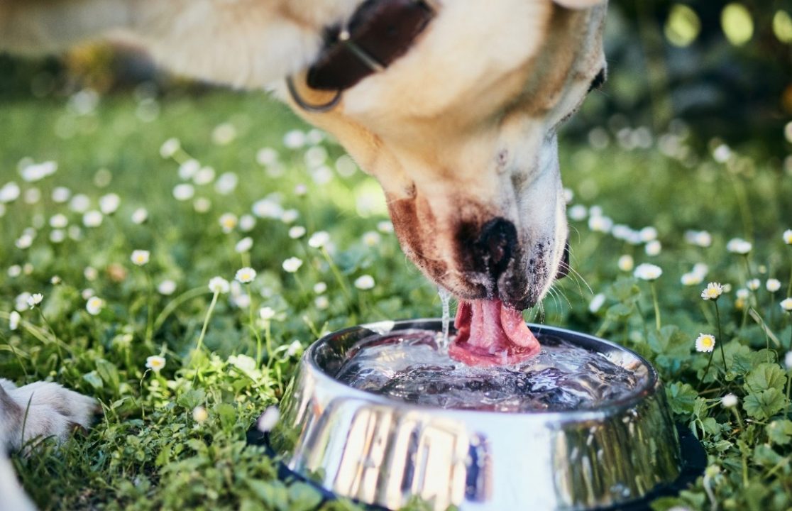 Os pets também devem tomar água purificada?