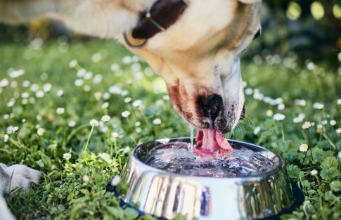 Os pets também devem tomar água purificada?