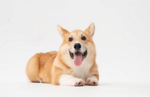 Água para cachorro: quanto dar e qual a melhor opção?