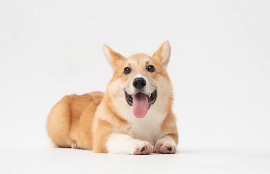 Água para cachorro: quanto dar e qual a melhor opção?