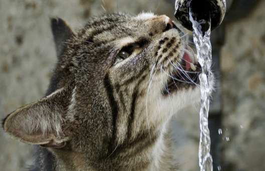 filtro de água para gato purific pet