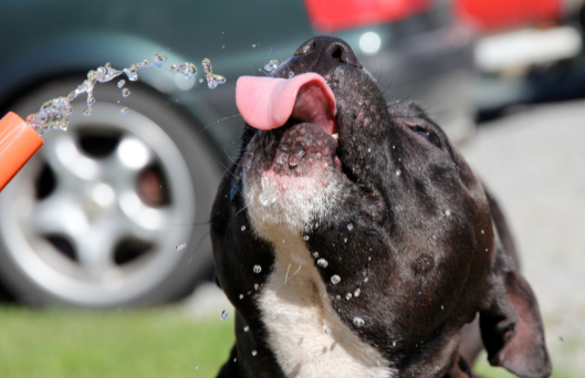Hidratação canina: saiba como manter seu cãozinho saudável