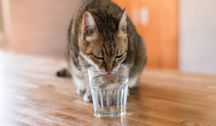 importância da água para os animais