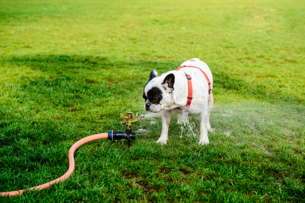 Purificador ou filtro de água para cachorro: saiba qual escolher