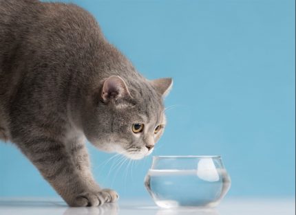 Qual é a melhor água para os gatos?